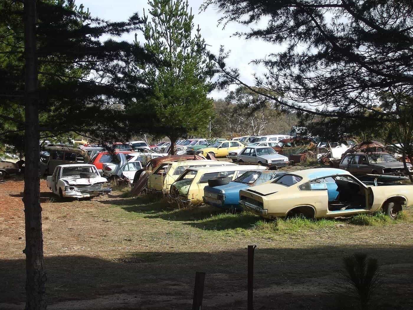 Old cars parked among trees at a country wrecking yard